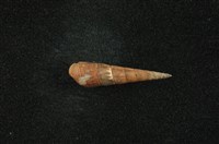 藏品(網蜷)的圖片